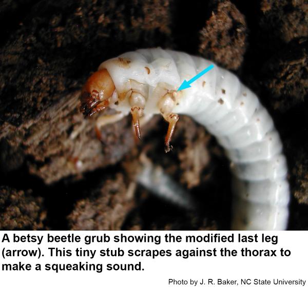 The third pair a legs of the betsy beetle is modified to stridul